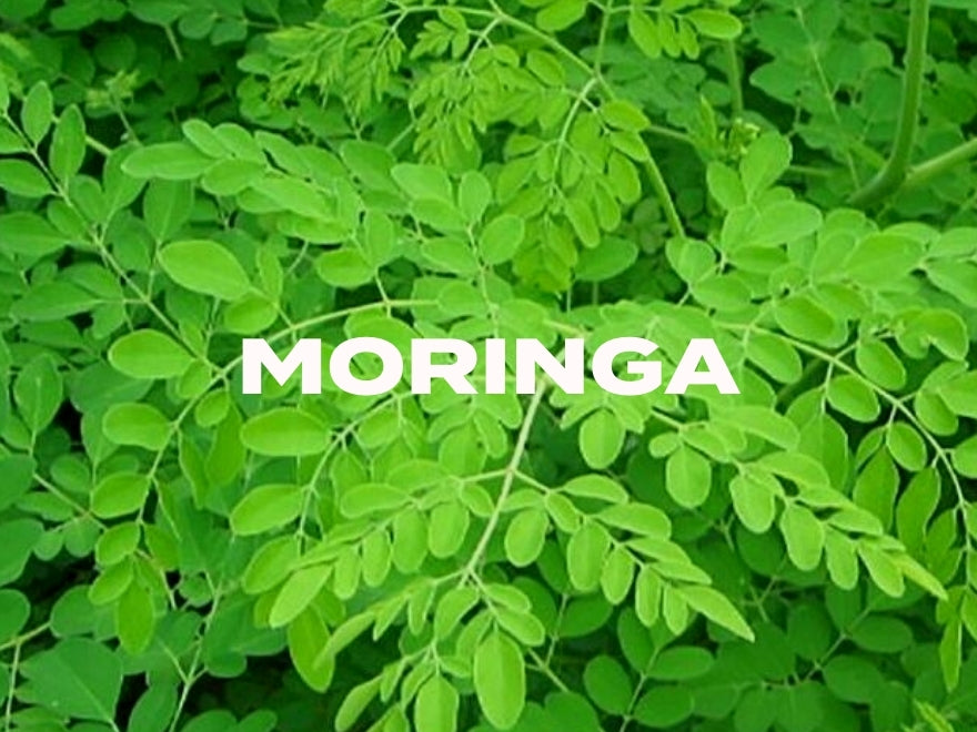 Moringa Benefits